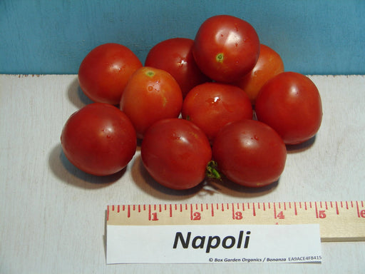 Napoli, Tomato, -- BoxGardenSeedsLLC -Tomatoes,Tomatillos - Seeds