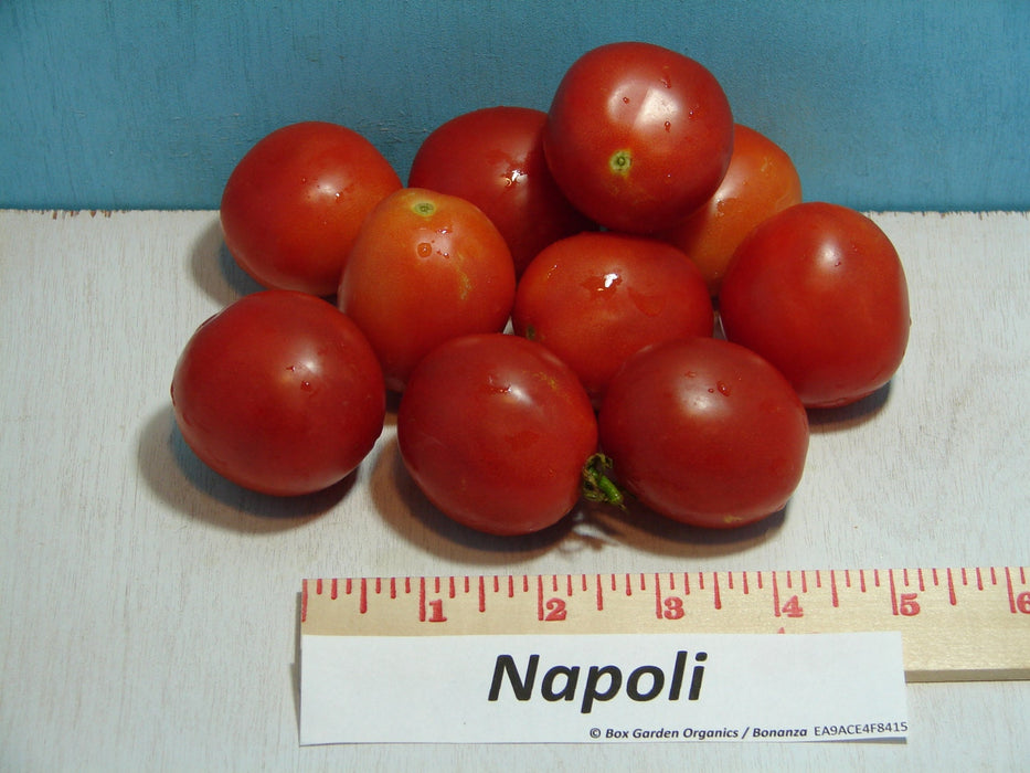 Napoli, Tomato, - BoxGardenSeedsLLC -Abundant Stock SALE - Seeds