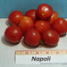 Napoli, Tomato, - BoxGardenSeedsLLC -Abundant Stock SALE - Seeds