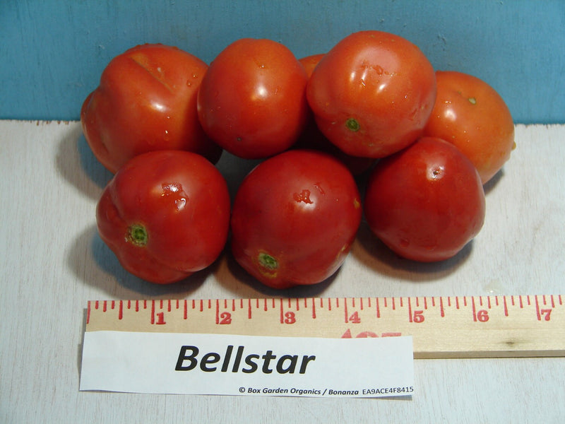 copy Bellstar Paste, Tomato, - BoxGardenSeedsLLC -Tomatoes,Tomatillos - Seeds