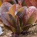 Red Romaine, Lettuce, - BoxGardenSeedsLLC -Lettuce - Seeds