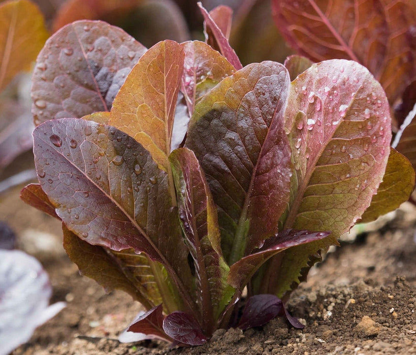 Red Romaine, Lettuce, -- BoxGardenSeedsLLC -Lettuce - Seeds