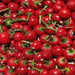 Red Cherry Bomb, Hot Pepper, -- BoxGardenSeedsLLC -Peppers,Eggplants - Seeds