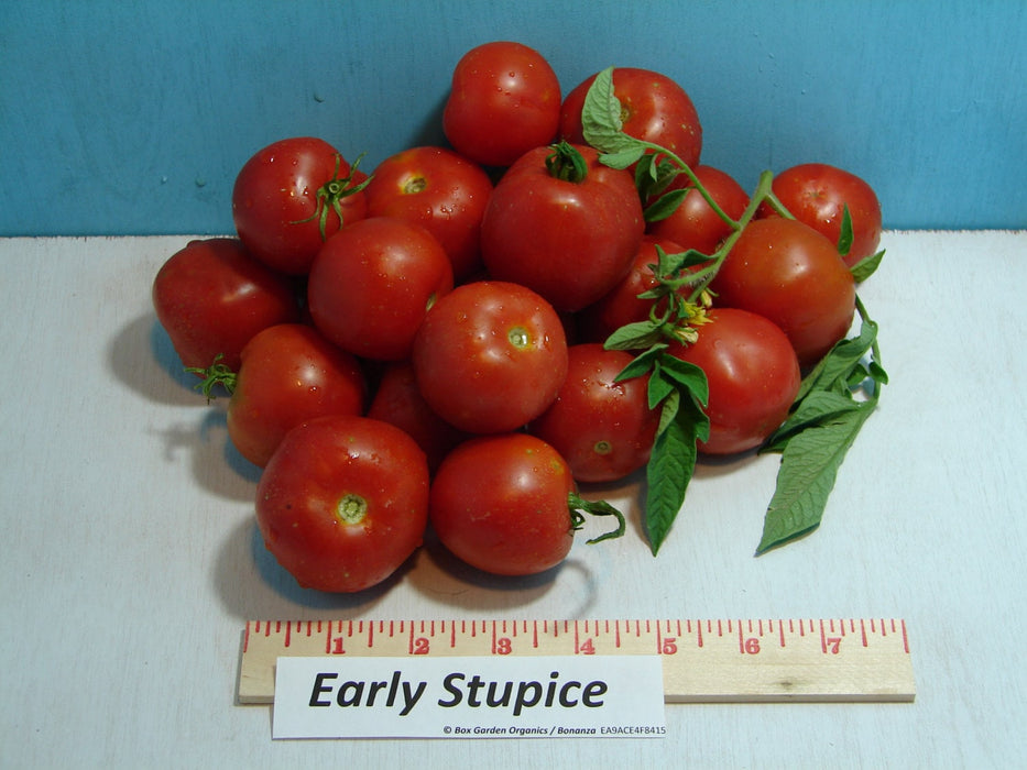 Early Stupice, Tomato, -- BoxGardenSeedsLLC -Tomatoes,Tomatillos - Seeds