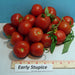 Early Stupice, Tomato, - BoxGardenSeedsLLC -Tomatoes,Tomatillos - Seeds