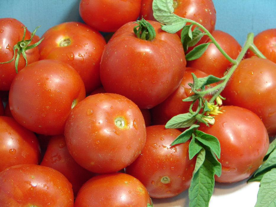 Early Stupice, Tomato - BoxGardenSeedsLLC - Tomatoes,Tomatillos - Seeds - 