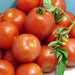 Early Stupice, Tomato, - BoxGardenSeedsLLC -Tomatoes,Tomatillos - Seeds