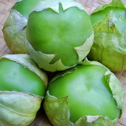 Plaza Latina Giant Green, Tomatillo, -- BoxGardenSeedsLLC -Tomatoes,Tomatillos - Seeds