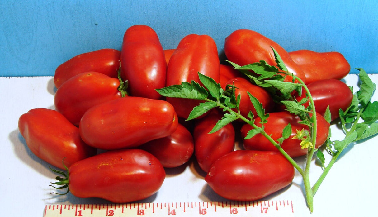 San Marzano Paste, Tomato, - BoxGardenSeedsLLC -Abundant Stock SALE - Seeds