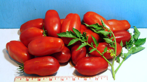 San Marzano Paste, Tomato, -- BoxGardenSeedsLLC -Tomatoes,Tomatillos - Seeds