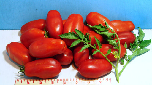 San Marzano Paste, Tomato - BoxGardenSeedsLLC - ABS - Seeds