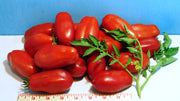San Marzano Paste, Tomato - BoxGardenSeedsLLC - Tomatoes,Tomatillos - Seeds - 