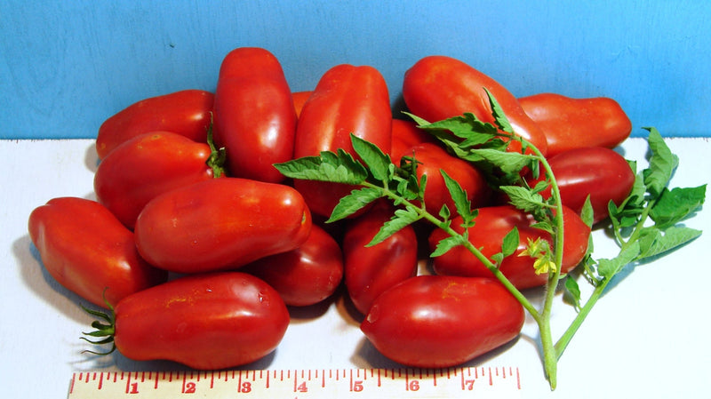San Marzano Paste, Tomato - BoxGardenSeedsLLC - Tomatoes,Tomatillos - Seeds - 
