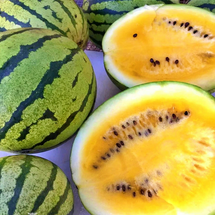 copy Early Moonbeam Watermelon Heirloom Seeds Melon Open Pollinated Seeds Non-GMO - BoxGardenSeedsLLC -Melons, Cantaloupe - Seeds