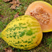 - BoxGardenSeedsLLC - Sweet Freckles Melon - Melons, Cantaloupe - Seeds
