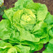 Capitaine Butterhead, Lettuce, - BoxGardenSeedsLLC -Lettuce - Seeds