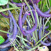 Royal Burgundy, Bush Beans, - BoxGardenSeedsLLC -Abundant Stock SALE - Seeds