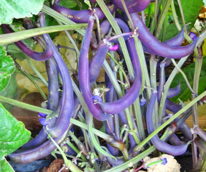 Royal Burgundy, Bush Beans, - BoxGardenSeedsLLC -Abundant Stock SALE - Seeds