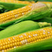 Double Standard, Sweet Corn, - BoxGardenSeedsLLC -Abundant Stock SALE - Seeds