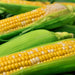 Double Standard, Sweet Corn, - BoxGardenSeedsLLC -Abundant Stock SALE - Seeds