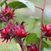 Roselle, Asian Sour Leaf (Hibiscus) - BoxGardenSeedsLLC -Culinary/Medicinal Herbs - Seeds