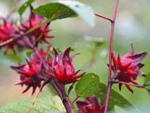 Roselle, Asian Sour Leaf (Hibiscus), -- BoxGardenSeedsLLC -ABS / CLEARANCE SALE - Seeds