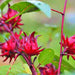 Roselle, Asian Sour Leaf (Hibiscus) - BoxGardenSeedsLLC -Culinary/Medicinal Herbs - Seeds