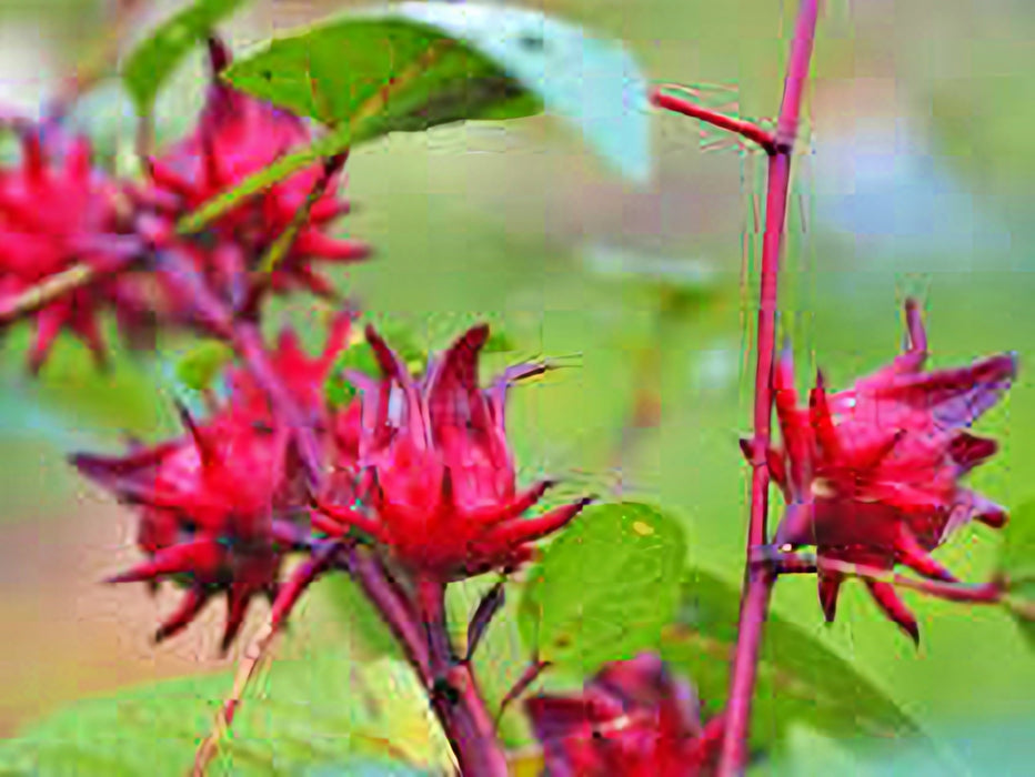 Roselle, Asian Sour Leaf (Hibiscus), - BoxGardenSeedsLLC -Abundant Stock SALE - Seeds