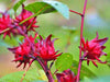 Roselle, Asian Sour Leaf (Hibiscus), -- BoxGardenSeedsLLC -ABS / CLEARANCE SALE - Seeds