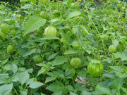 Plaza Latina Giant Green, Tomatillo - BoxGardenSeedsLLC - Tomatoes,Tomatillos - Seeds - USA Seller, Thank you for shopping here today, Naturally Grown GMO Free Seeds, Heirloom Open Pollinated Seeds, Fresh Top Quality Premium Seeds