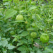 Plaza Latina Giant Green, Tomatillo - BoxGardenSeedsLLC -Tomatoes,Tomatillos - Seeds