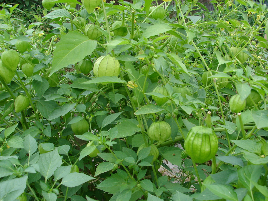 Plaza Latina Giant Green, Tomatillo, - BoxGardenSeedsLLC -Tomatoes,Tomatillos - Seeds