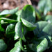 Winter Giant, Spinach, - BoxGardenSeedsLLC -Gourmet/Native Greens - Seeds