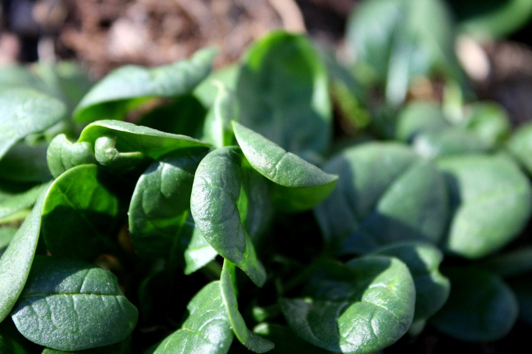 Winter Giant, Spinach, -- BoxGardenSeedsLLC -Gourmet/Native Greens - Seeds