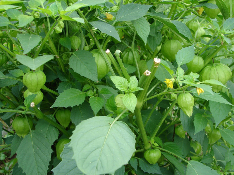 Plaza Latina Giant Green, Tomatillo - BoxGardenSeedsLLC - Tomatoes,Tomatillos - Seeds - USA Seller, Thank you for shopping here today, Naturally Grown GMO Free Seeds, Heirloom Open Pollinated Seeds, Fresh Top Quality Premium Seeds