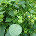 Toma Verde, Tomatillo, - BoxGardenSeedsLLC -Abundant Stock SALE - Seeds