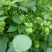 Plaza Latina Giant Green, Tomatillo, - BoxGardenSeedsLLC -Tomatoes,Tomatillos - Seeds