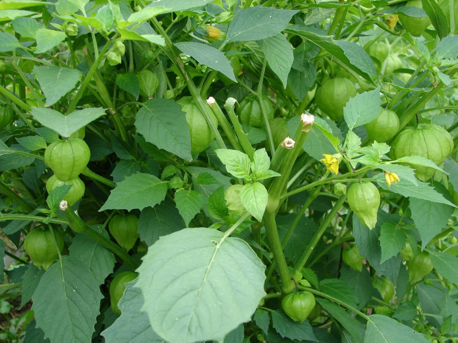 Plaza Latina Giant Green, Tomatillo, -- BoxGardenSeedsLLC -Tomatoes,Tomatillos - Seeds