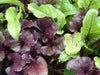 Bull's Blood, Beets, -- BoxGardenSeedsLLC -Beet,Turnips,Parsnips - Seeds