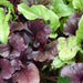 Bull's Blood, Beets, - BoxGardenSeedsLLC -Beet,Turnips,Parsnips - Seeds