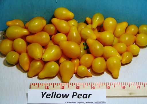 - BoxGardenSeedsLLC - Yellow Pear, Tomato, - Tomatoes,Tomatillos - Seeds