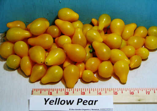 Yellow Pear, Tomato, -- BoxGardenSeedsLLC -Abundant Stock SALE - Seeds