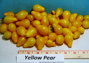 Yellow Pear, Tomato - BoxGardenSeedsLLC - Tomatoes,Tomatillos - Seeds - 