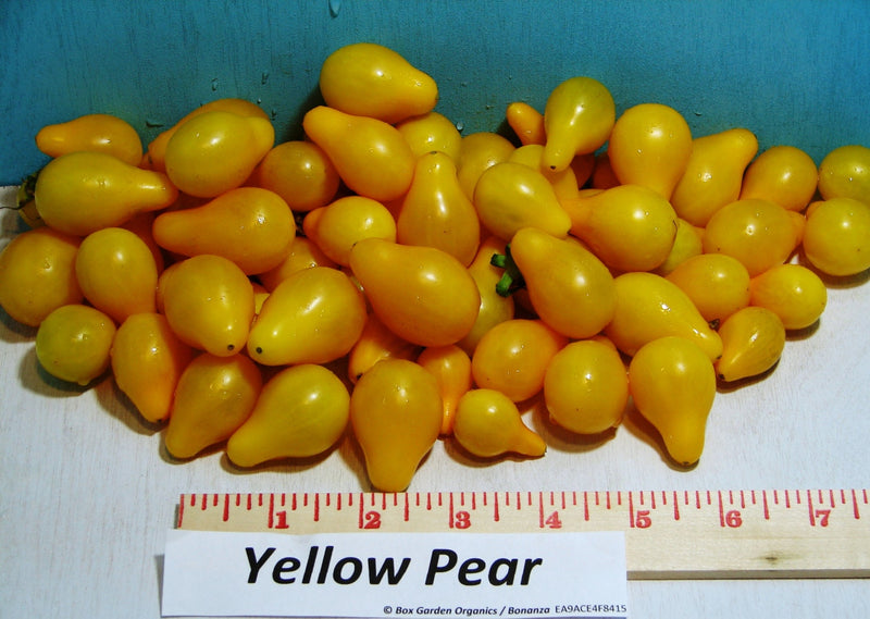 Yellow Pear, Tomato - BoxGardenSeedsLLC - Tomatoes,Tomatillos - Seeds - 