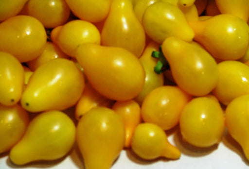 Yellow Pear, Tomato, -- BoxGardenSeedsLLC -Abundant Stock SALE - Seeds