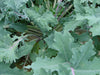 Red Russian, Kale - BoxGardenSeedsLLC - Cabbage, Kale - Seeds - USA Seller, Thank you for shopping here today, Naturally Grown GMO Free Seeds, Heirloom Open Pollinated Seeds, Fresh Top Quality Premium Seeds