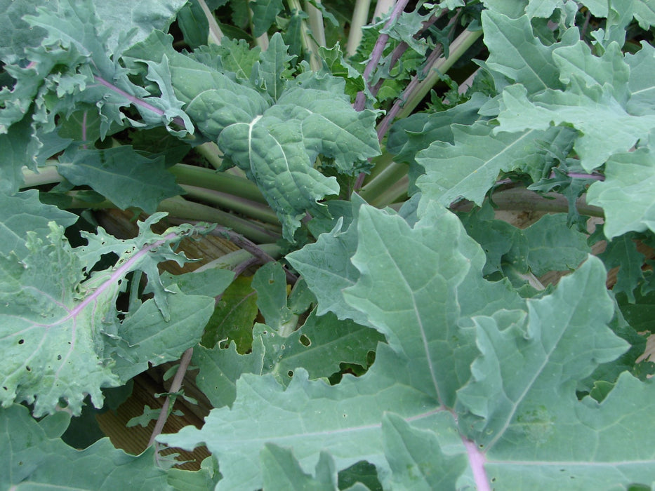 Red Russian, Kale, -- BoxGardenSeedsLLC -Cabbage, Kale - Seeds