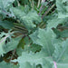 Red Russian, Kale, - BoxGardenSeedsLLC -Cabbage, Kale - Seeds