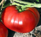 - BoxGardenSeedsLLC - Delicious, Tomato, - - Seeds