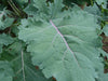 - BoxGardenSeedsLLC - Red Russian Kale - Cabbage, Kale - Seeds